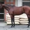 【菊花賞】セファーラジエル75点　体が少し重たく映る - スポニチ Sponichi Annex ギ